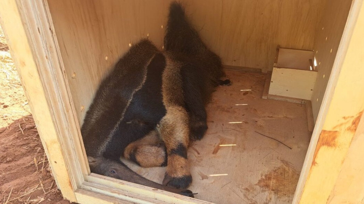 resgate tamanduá-bandeira