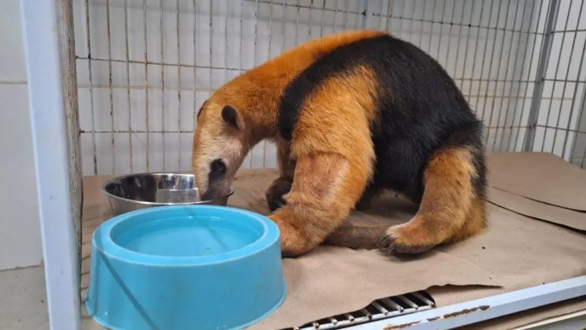 Animais resgatados de incêndios no interior