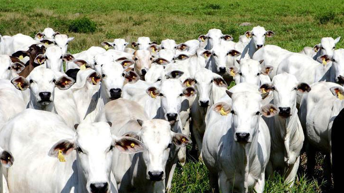 Abate de bovinos e suínos registra