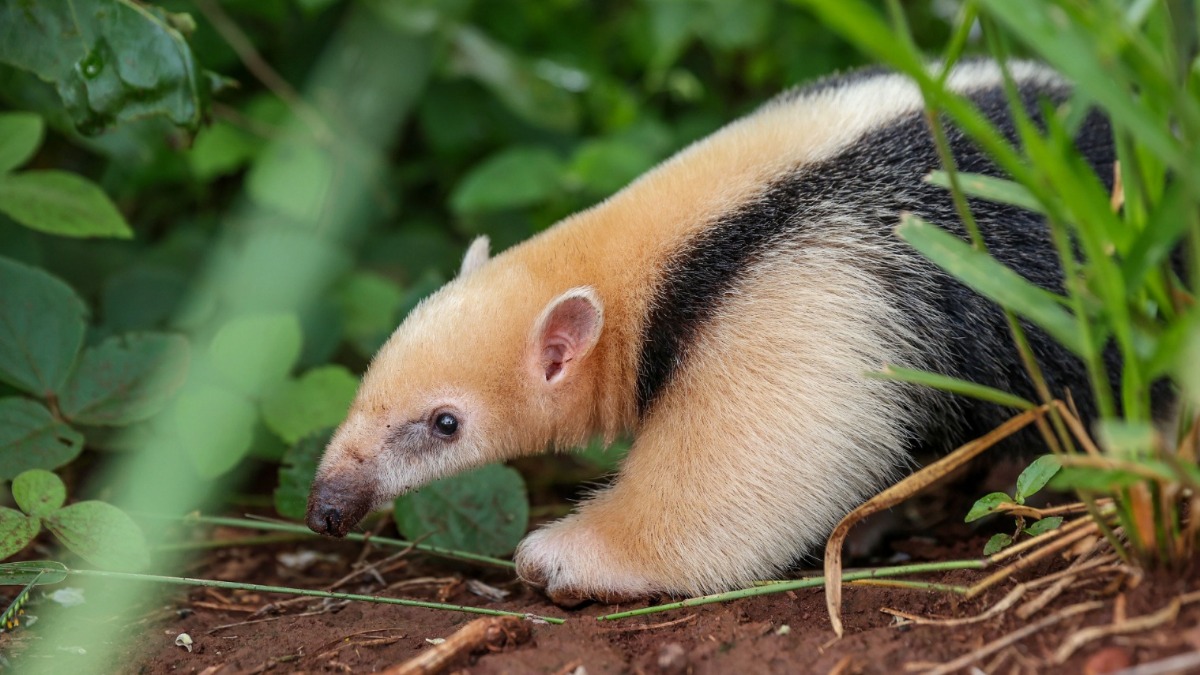 Após tratamentos intensivos em Ribeirão Preto