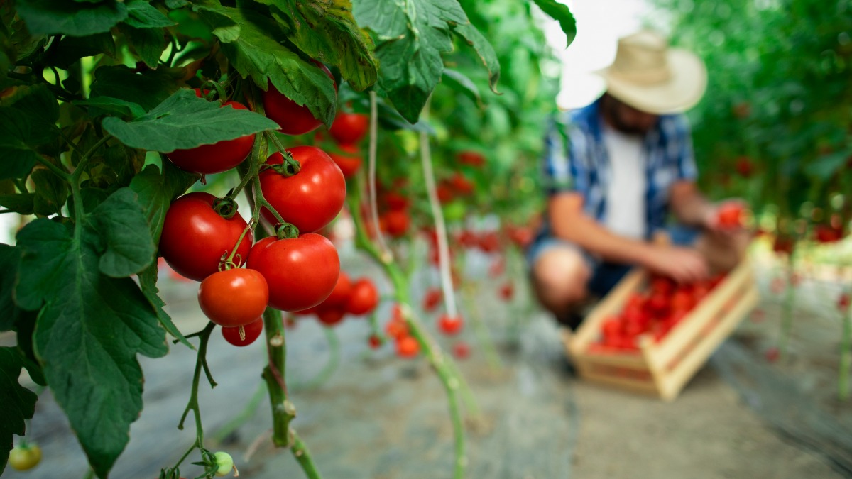Preço tomate São Paulo