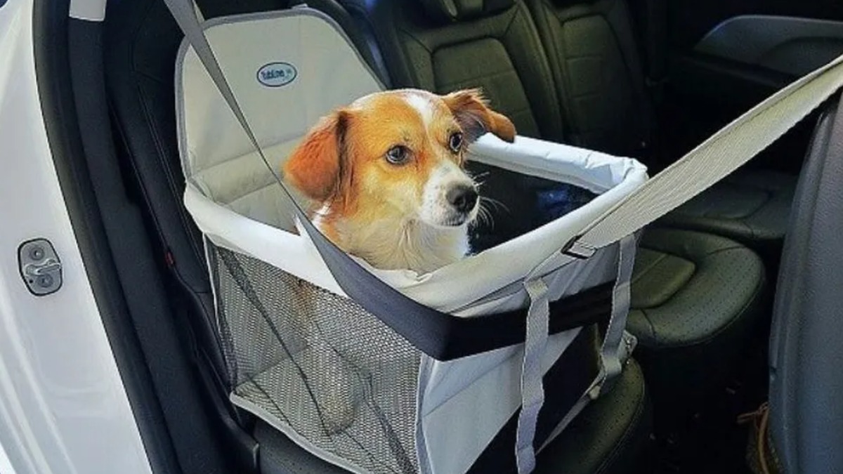 Vai levar o pet para uma