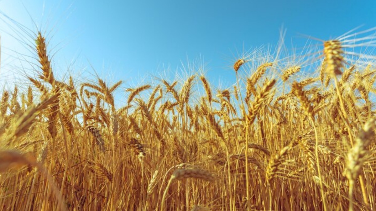 mudanças climáticas trigo