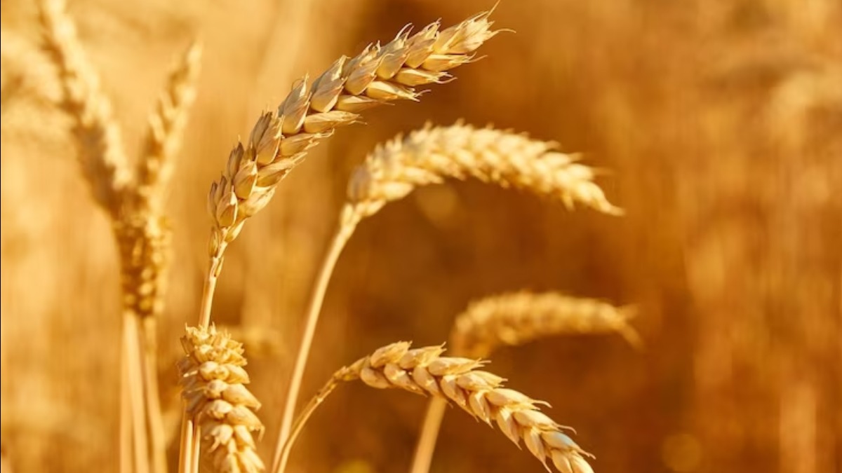 cerveja trigo ancestral