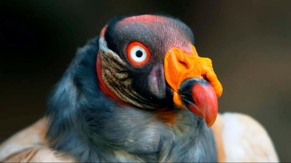 urubus função ecológica