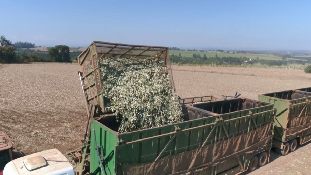 Setor Sucroalcooleiro