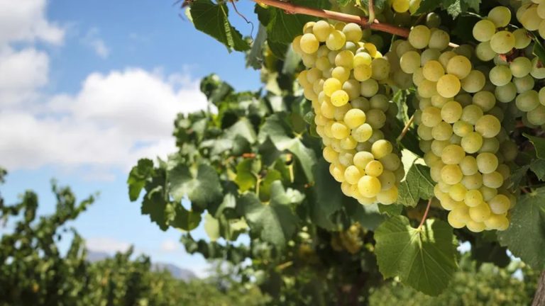 uvas cultivadas na vinícola marquês de