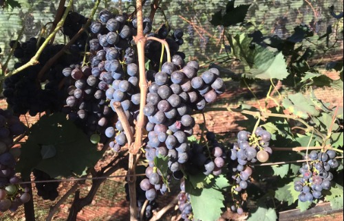 vinícolas em Ribeirão