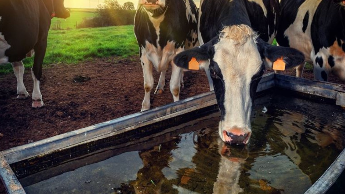 consumo de água leiteira