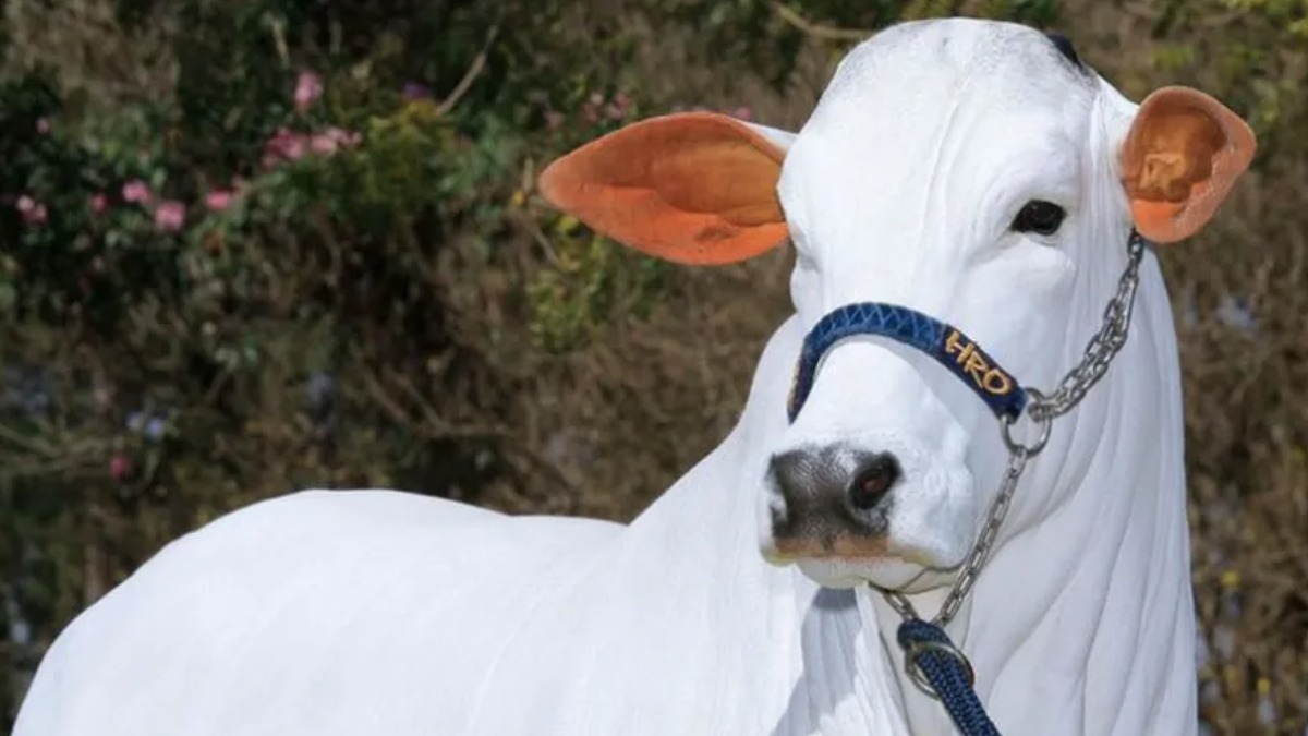 Empresa oferece balança que pode ser