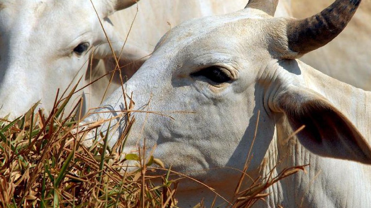 exportação carne para China