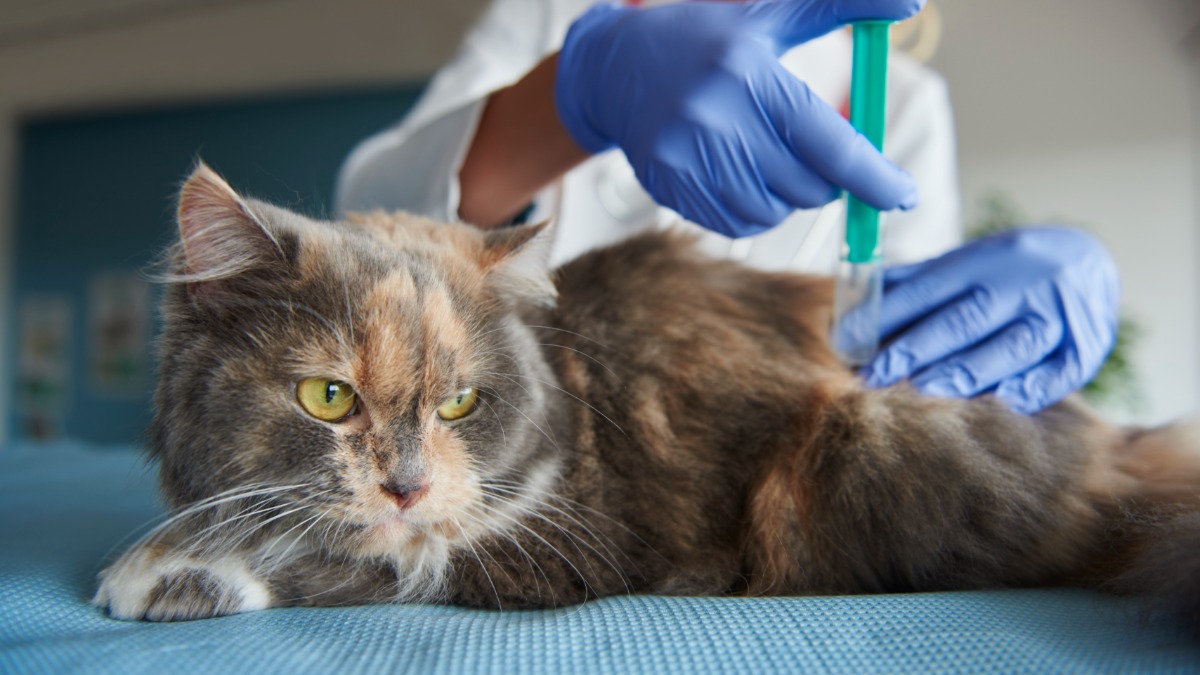 vacinação antirrábica animais