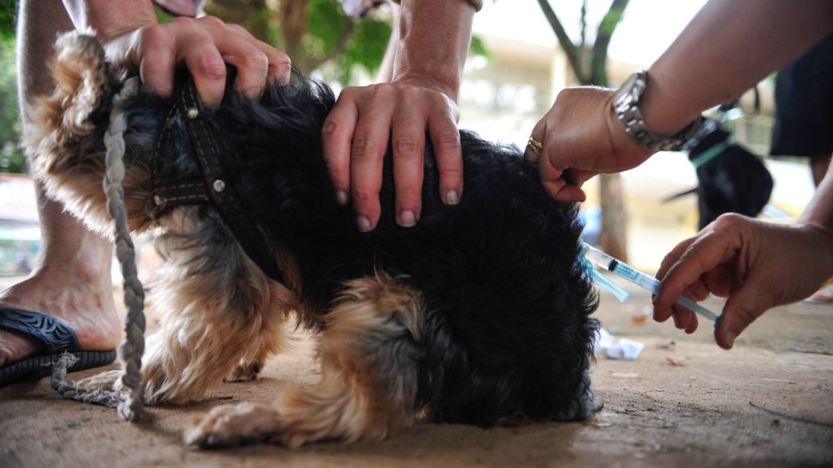 vacinação animal pública