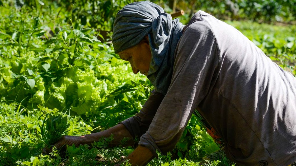 qualidade hortaliças
