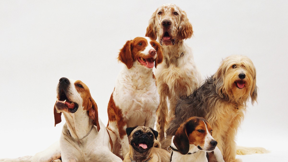 pets terapia hospital