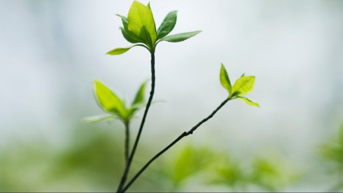 A fragilidade da vida