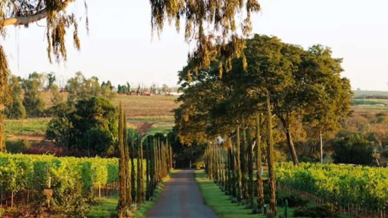 Conheça a vinícola Biagi