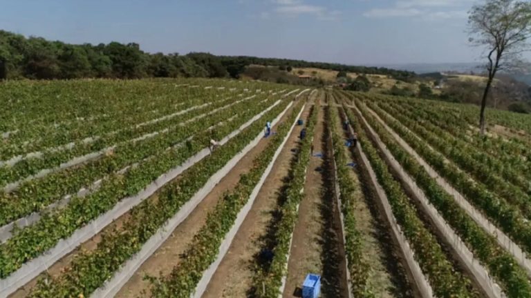 Qual as características das uvas produzidas