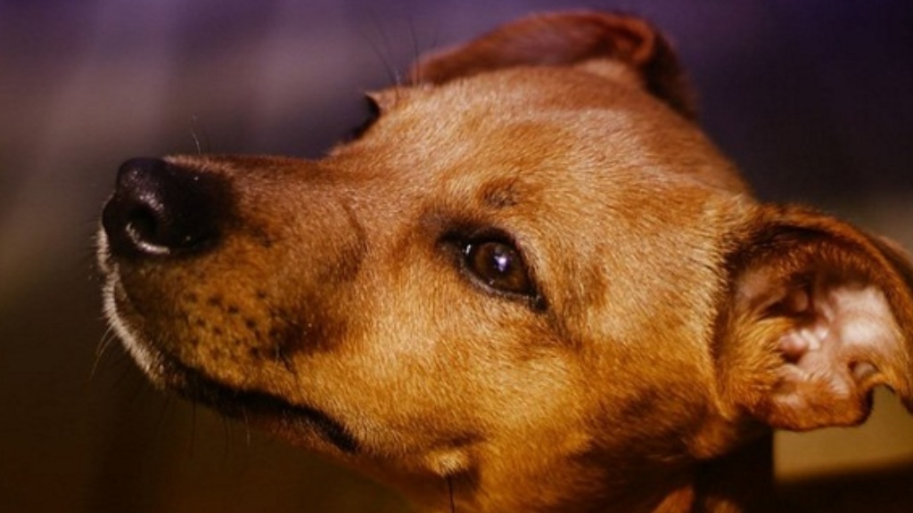 animais comunitários