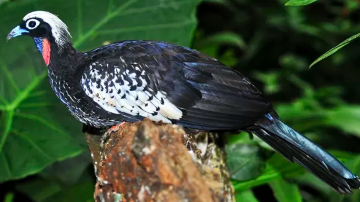 Jacutinga e as mudanças climáticas