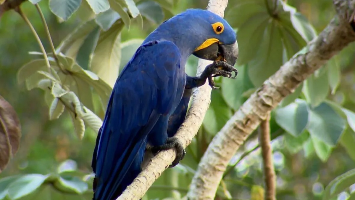 espécies ameaçadas