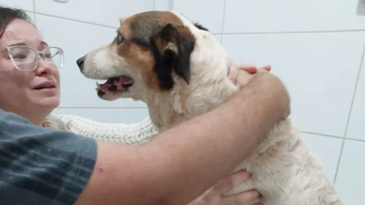 Cachorra desaparecida