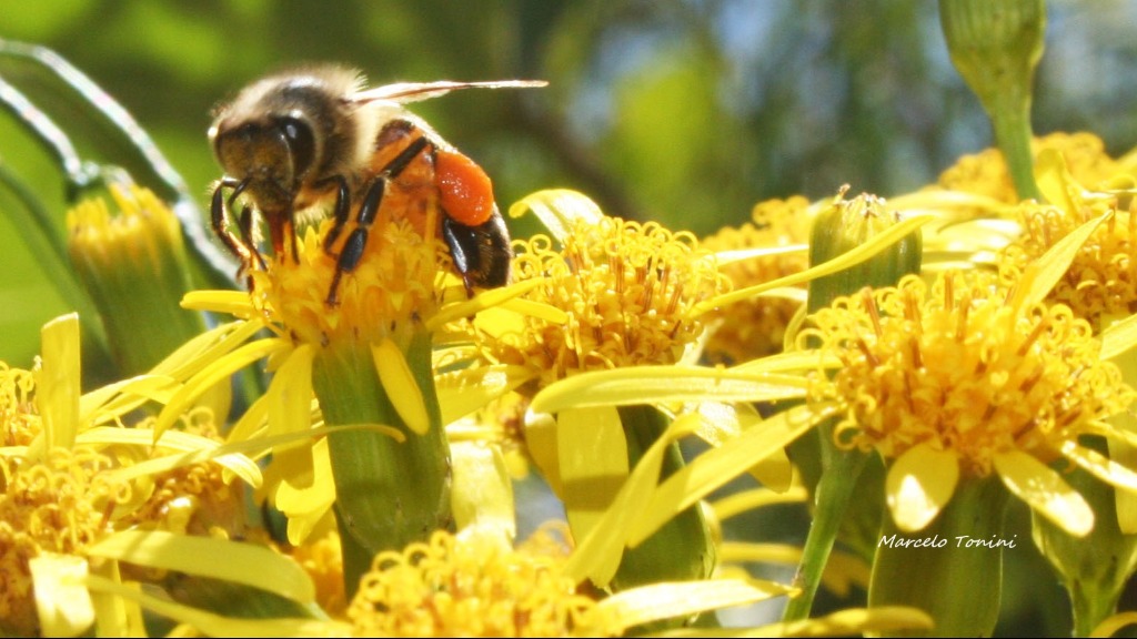 própolis verde Covid-19