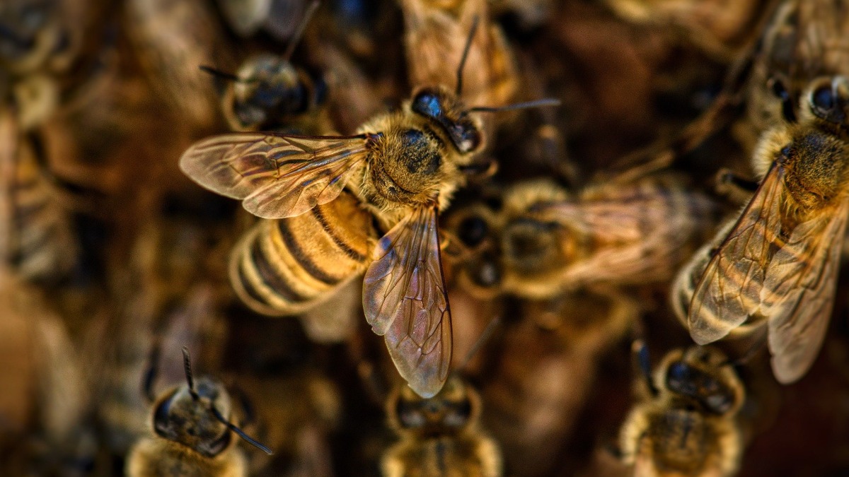 curso criação abelhas