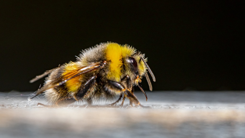 detecção de agrotóxico em abelhas