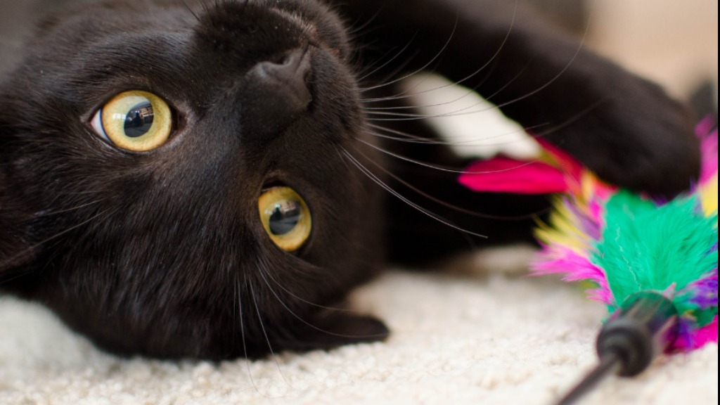 doenças virais em gatos