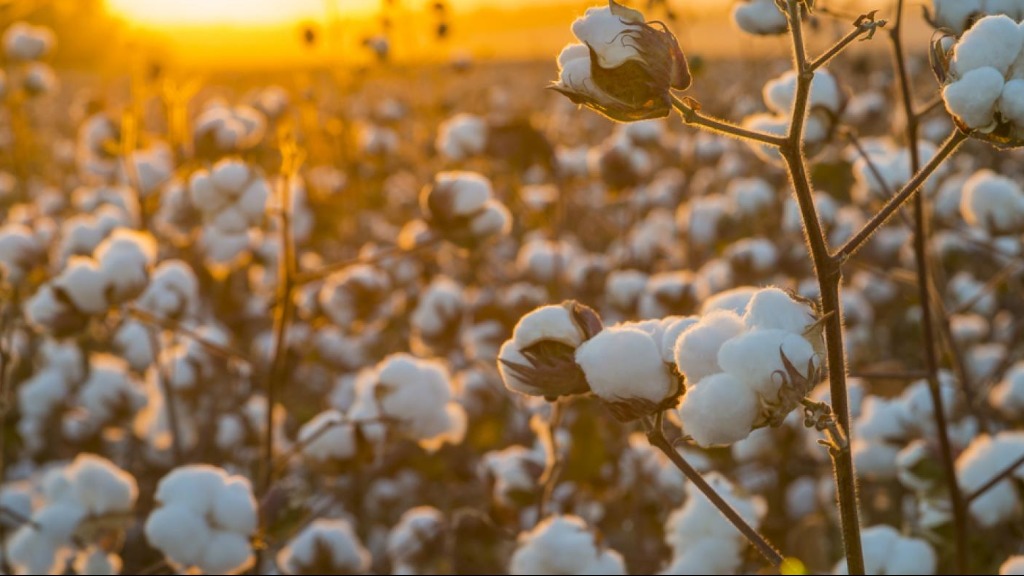 Zoneamento Agrícola Algodão