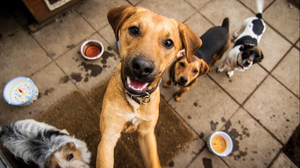 adoção animais Ribeirão