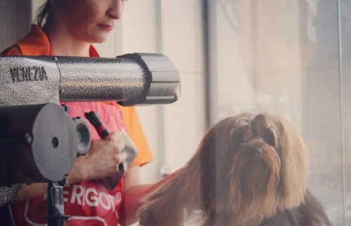 câmeras em pet shops