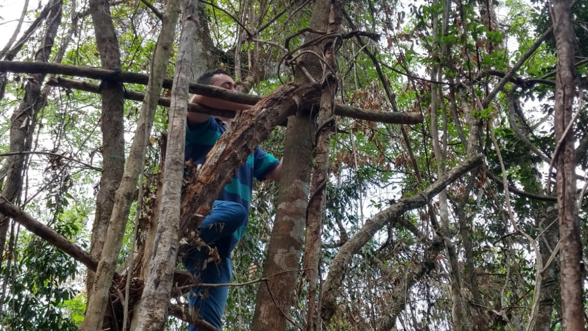 caça ilegal queimadas