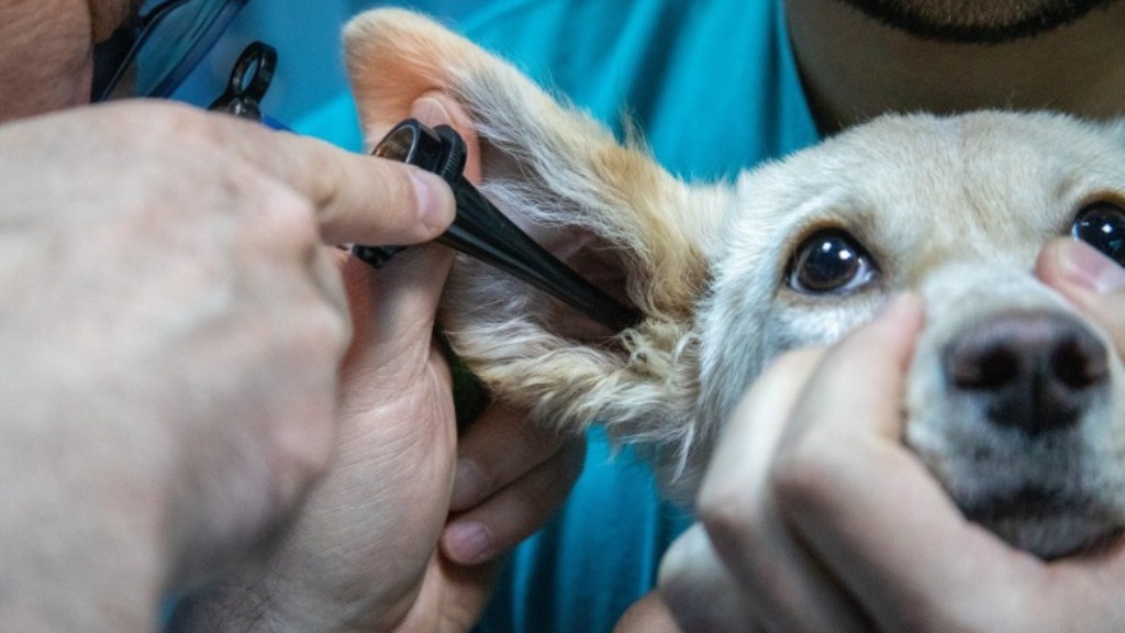 castração de animais Ribeirão Preto