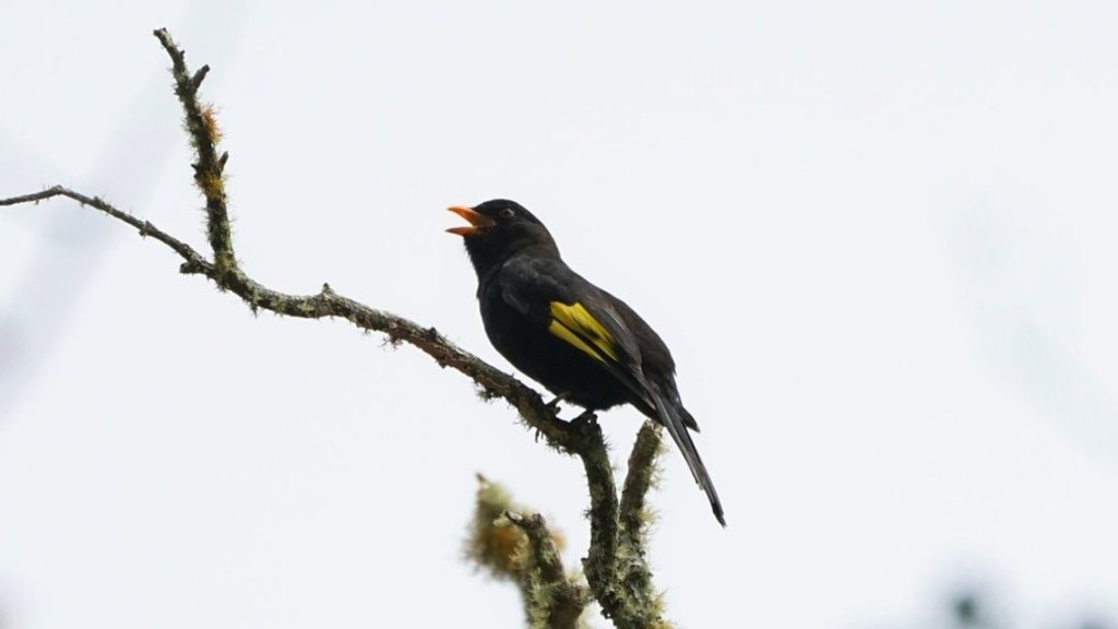 ave da Mata Atlântica