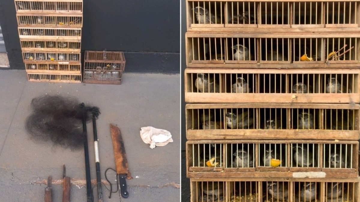 resgate aves silvestre