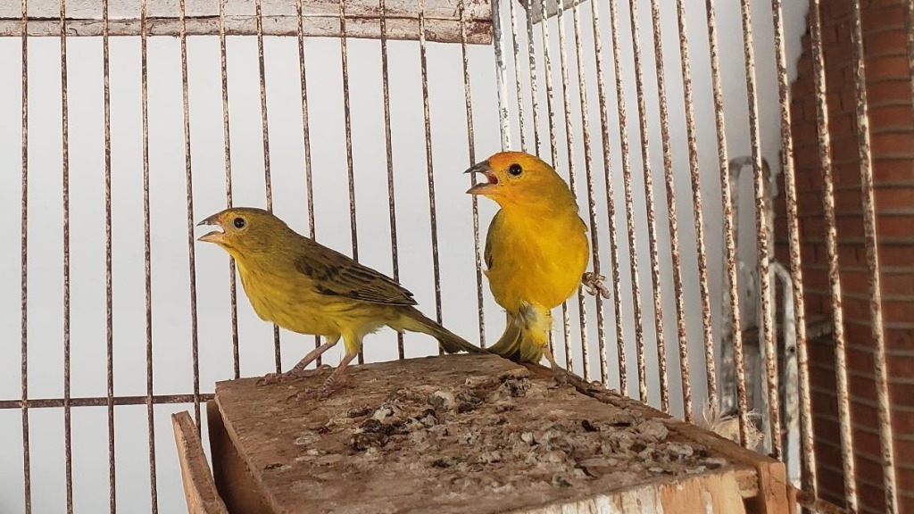 maus-tratos aves silvestres