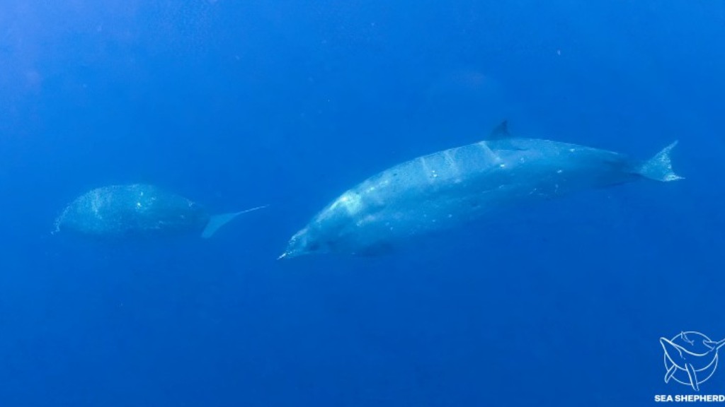 nova espécie baleia