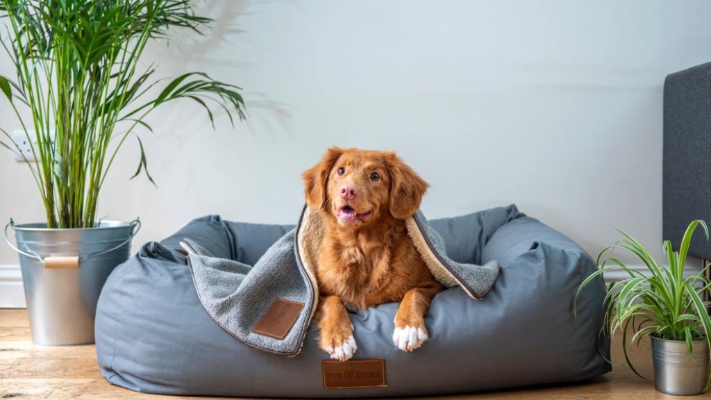 explorar ambiente pet