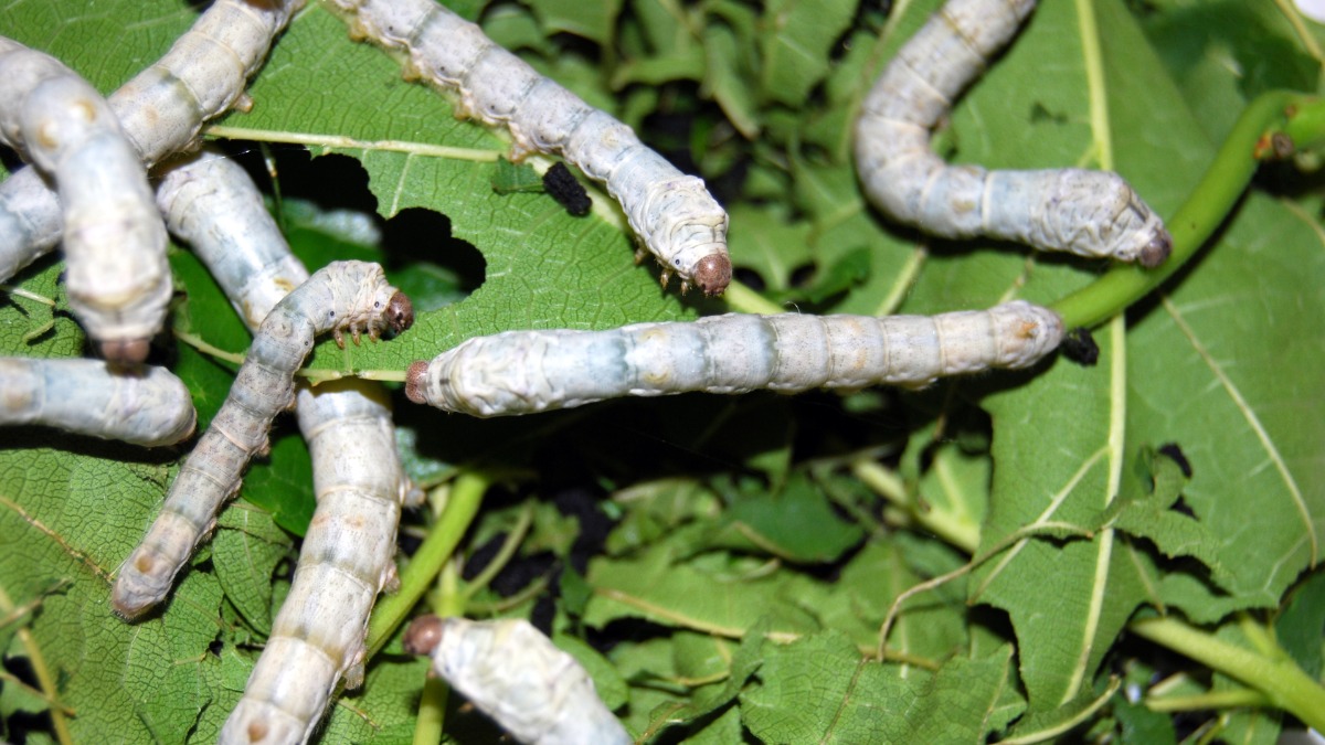 mortalidade bicho da seda