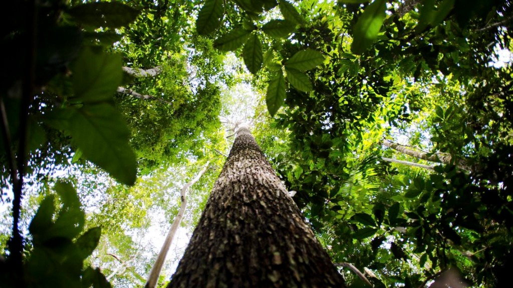 gestão pública vegetação urbana