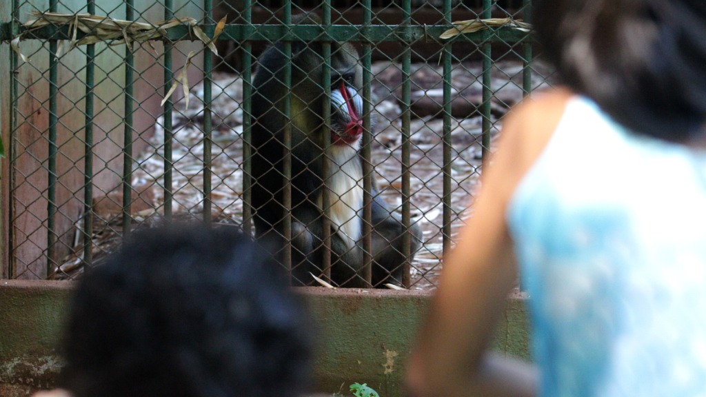Bosque Zoo Fábio Barreto