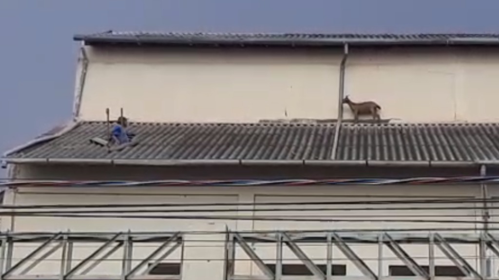 cabra escala telhado
