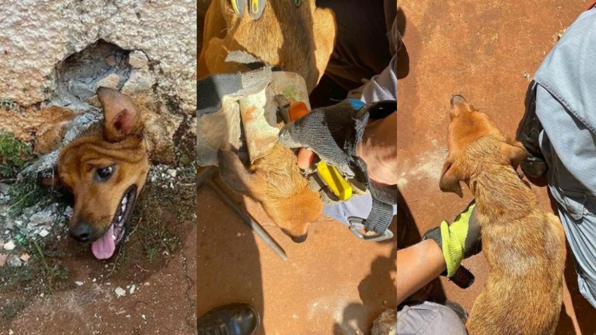 Cachorra resgatada encanamento