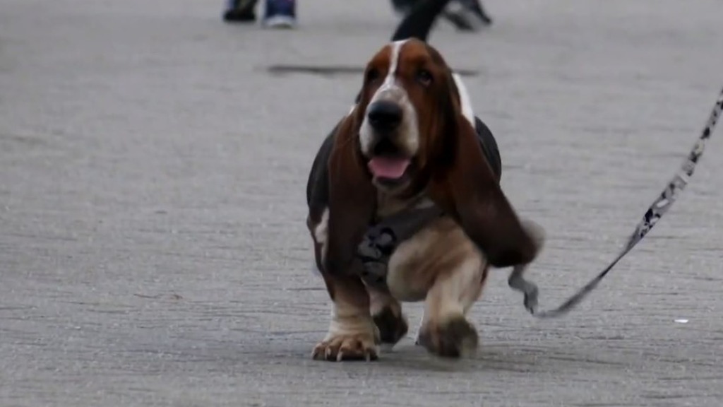 domesticação de cachorros