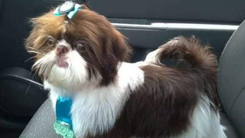 habilidades sensoriais pet