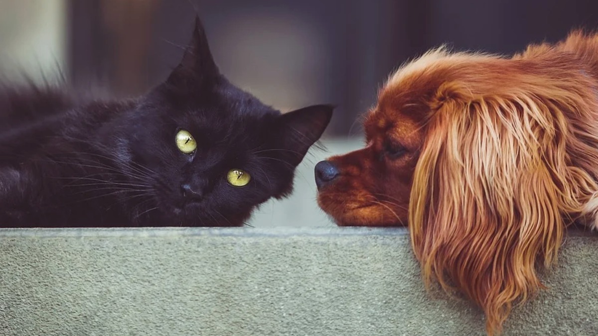 ração animais abandonados