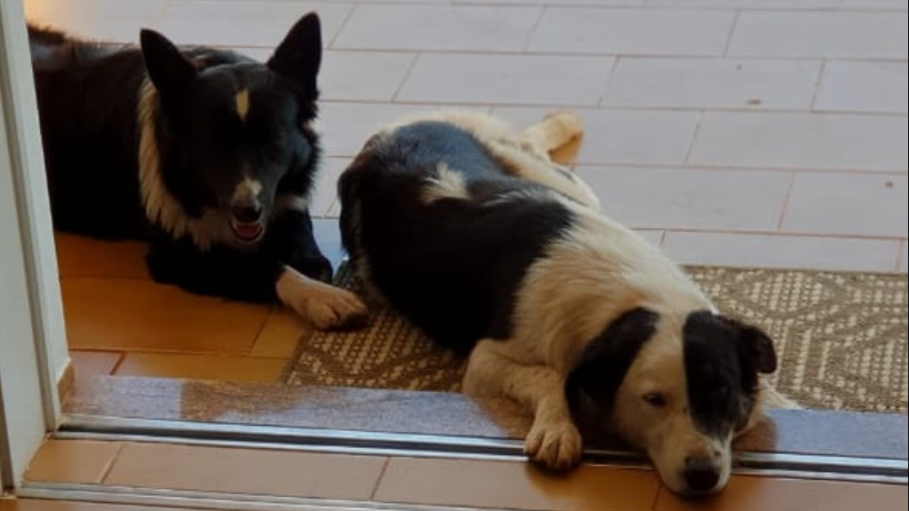 relação humano animal