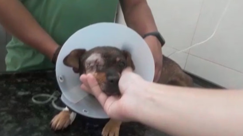 Cachorra baleada fazendeiro